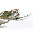 Kemp s Ridley Sea Turtle Baby Toy Sale