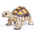 Tortoise Toy Fashion