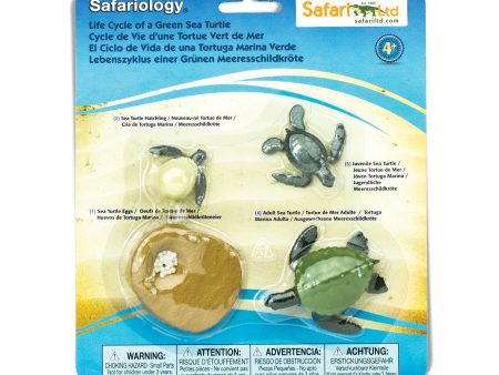 Life Cycle of a Green Sea Turtle Hot on Sale