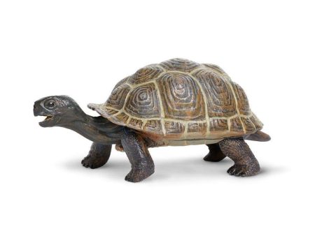 Tortoise Baby Online Hot Sale